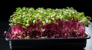 growmyownhealthfood.com : Is it better to grow microgreens on a paper towel or soil?
