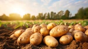 growmyownhealthfood.com : Is it cheaper to grow your own potatoes?