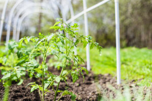 growmyownhealthfood.com : Is it OK to plant tomatoes in May?