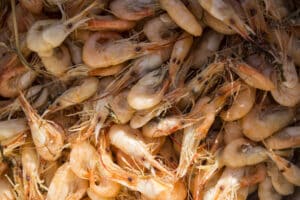 growmyownhealthfood.com : Is shrimp of the woods edible?