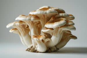 growmyownhealthfood.com : Is there a false chicken of the woods mushroom?