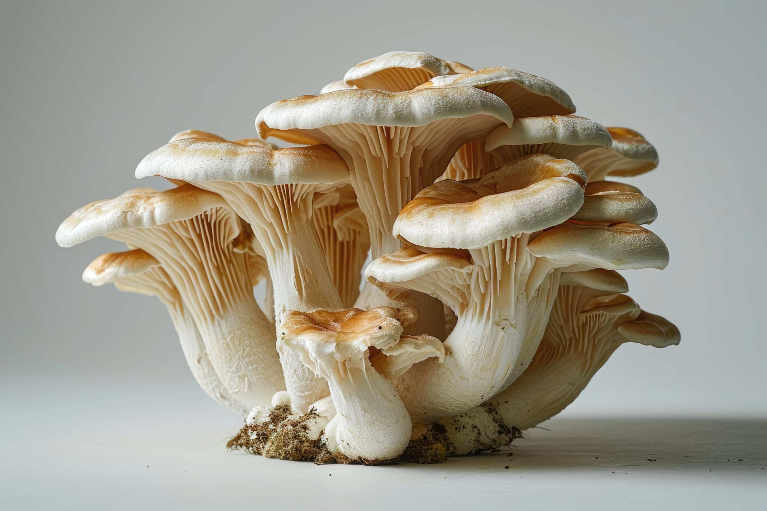 growmyownhealthfood.com : Is there a false chicken of the woods mushroom?