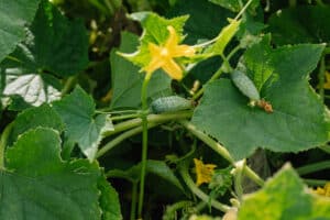 growmyownhealthfood.com : Should I pinch off cucumber flowers?