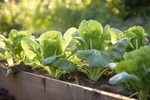 growmyownhealthfood.com : What are the best money saving vegetables to grow?