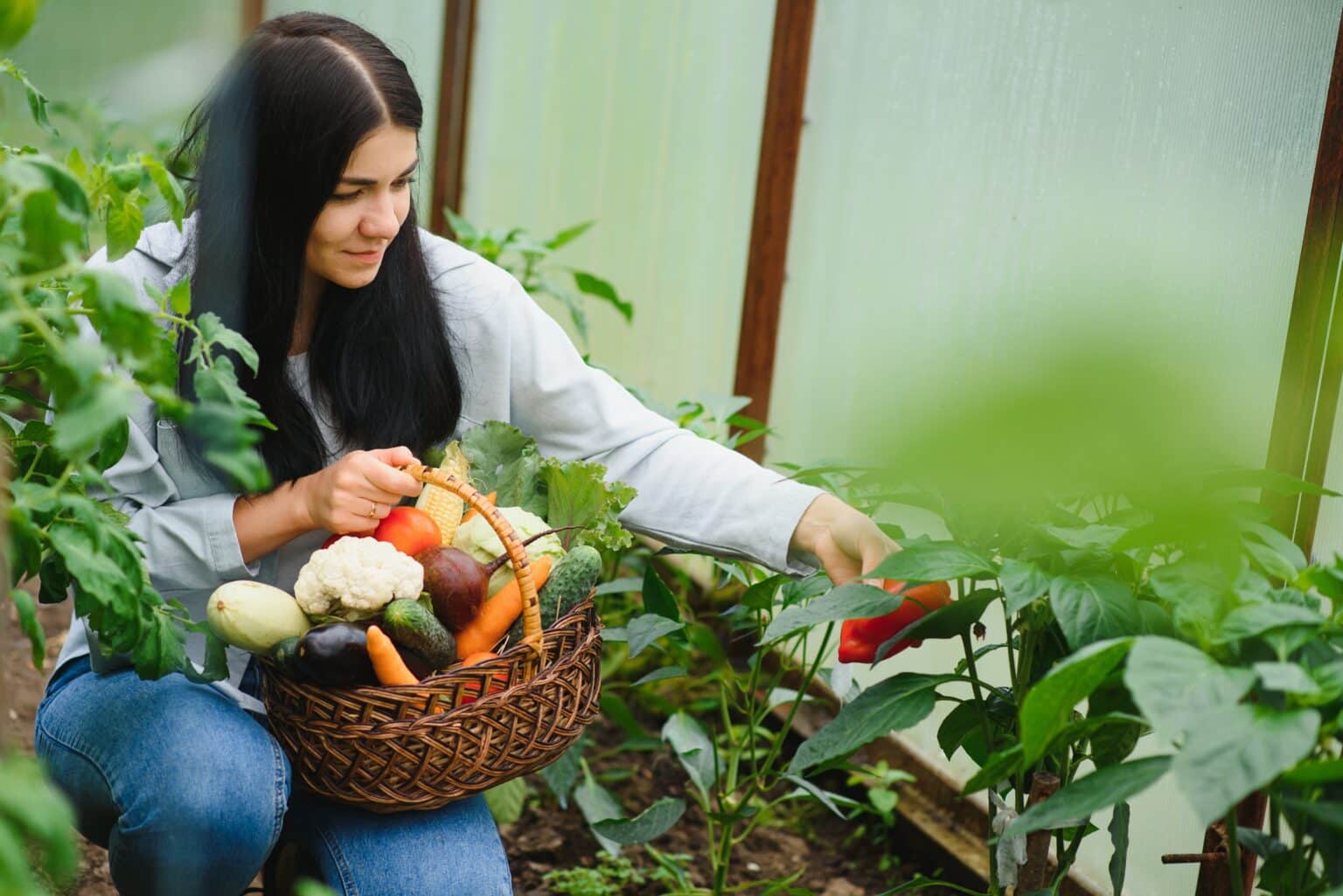 What Are The Best Vegetables To Plant For Beginners? - Grow My Own 