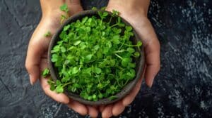 growmyownhealthfood.com : What are the healthiest microgreens?
