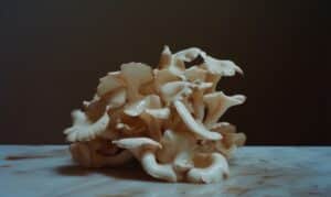 growmyownhealthfood.com : What can you mistake chicken of the woods for?