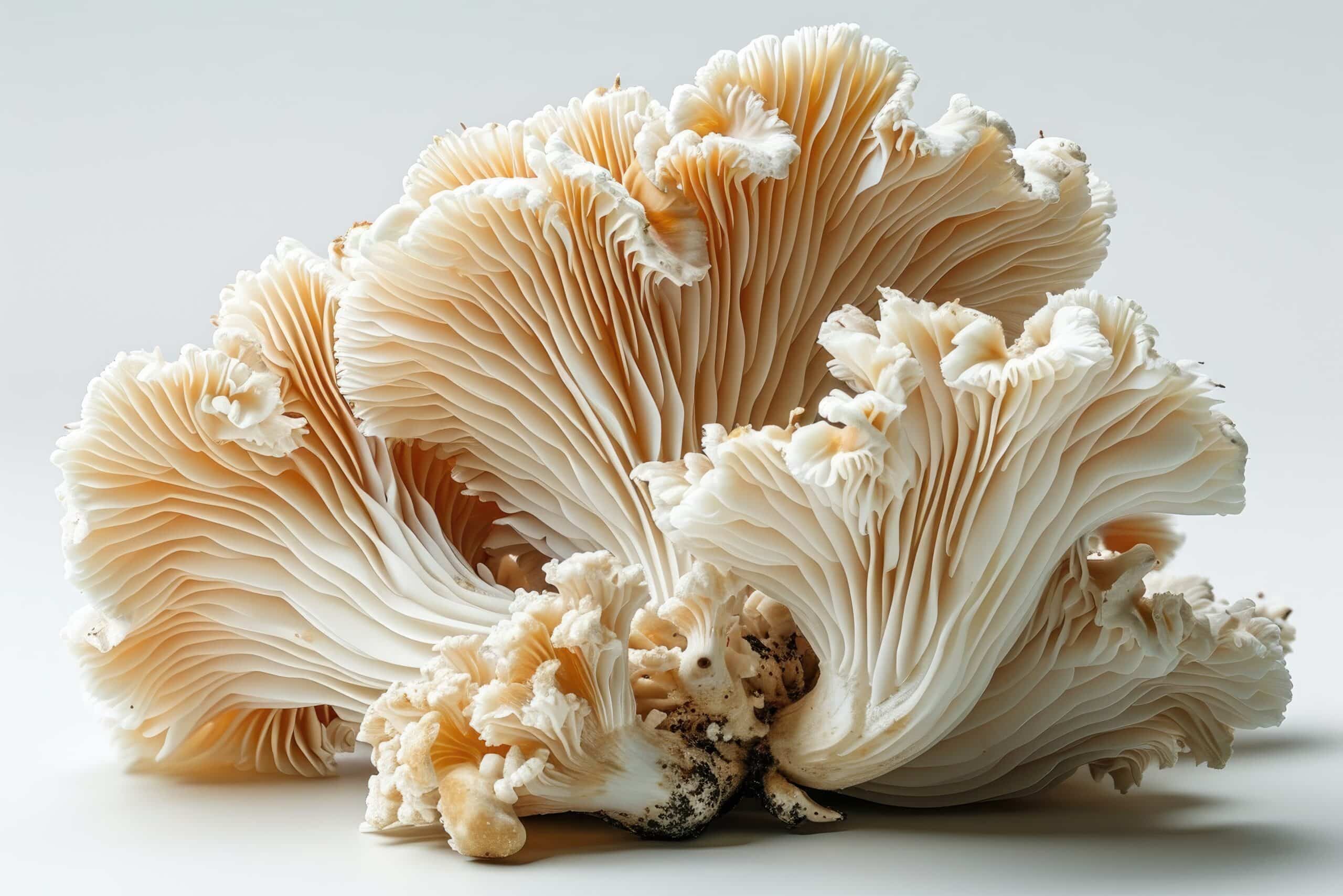 growmyownhealthfood.com : What enables a mushroom to nourish itself during growth?