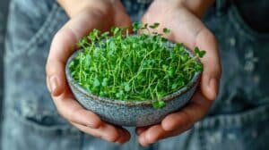 growmyownhealthfood.com : What is so special about microgreens?