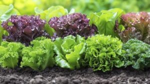 growmyownhealthfood.com : What is the easiest vegetable to grow?