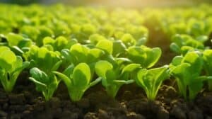 growmyownhealthfood.com : What is the fastest growing vegetable?