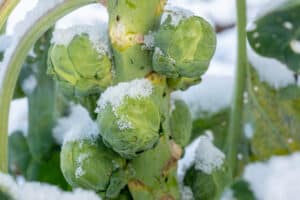 growmyownhealthfood.com : What is the white fuzzy stuff on my sprouts?