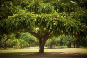 growmyownhealthfood.com : What tree takes 100 years to produce fruit?