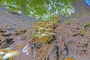 growmyownhealthfood.com : What's the growth rate of morel mushrooms in the wild?