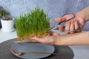 growmyownhealthfood.com : Why do my microgreens keep falling over?